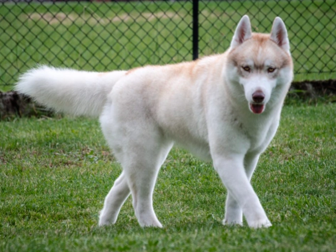 Perros Husky Siberiano en venta