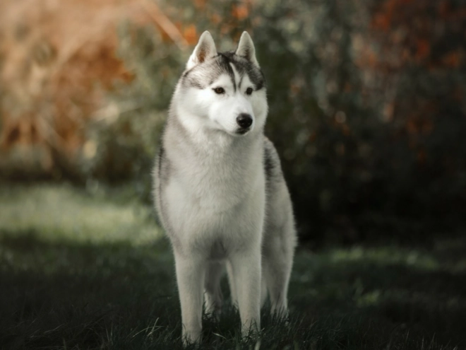 Perros Husky Siberiano en venta