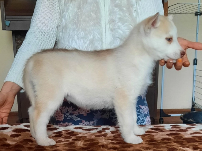 Siberian Husky puppy for sale