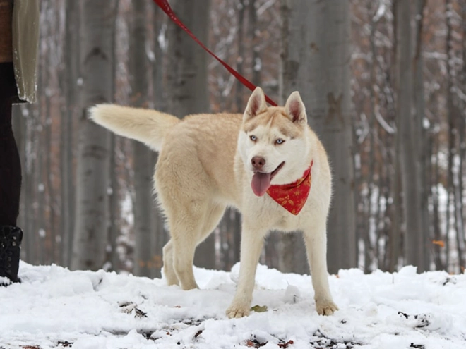 Siberian Husky puppy for sale