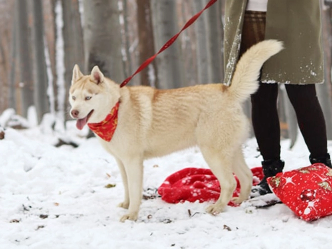 Siberian Husky puppy for sale