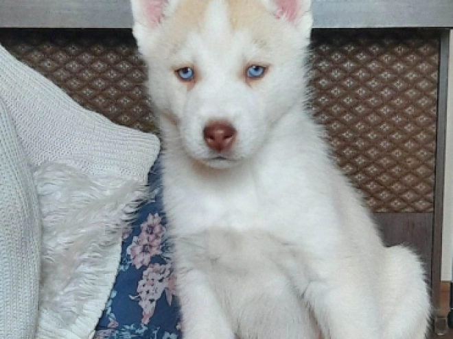 Siberian Husky puppy for sale