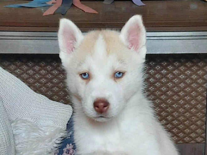 Siberian Husky puppy for sale