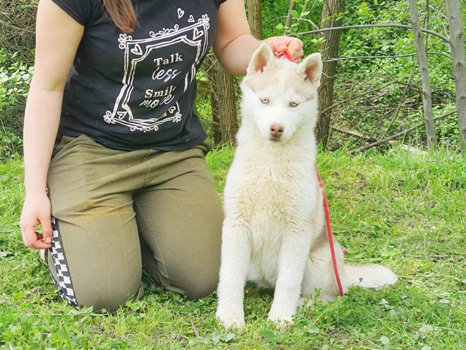 Siberian Husky puppy for sale