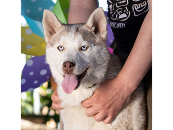 Siberian Husky puppy for sale