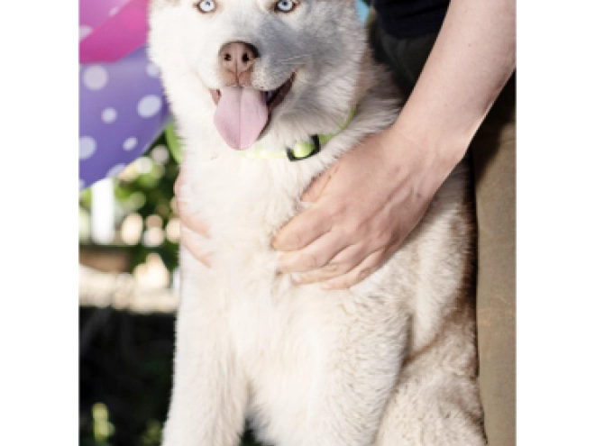 Siberian Husky puppy for sale
