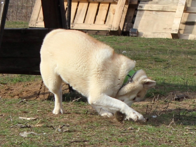 Siberian Husky puppy for sale
