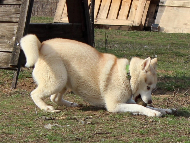 Siberian Husky puppy for sale