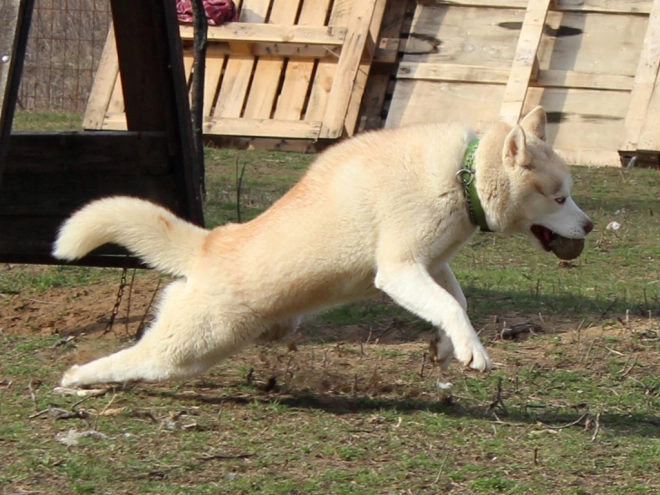 Siberian Husky puppy for sale