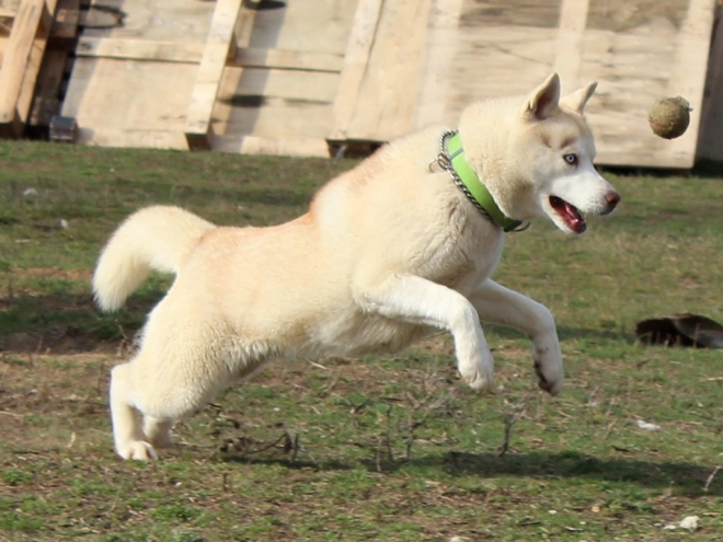 Siberian Husky puppy for sale