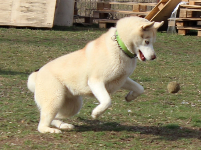 Siberian Husky puppy for sale