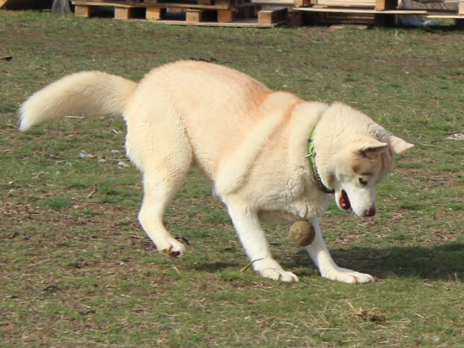 Siberian Husky puppy for sale