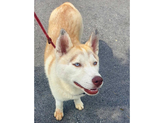 Siberian Husky puppy for sale