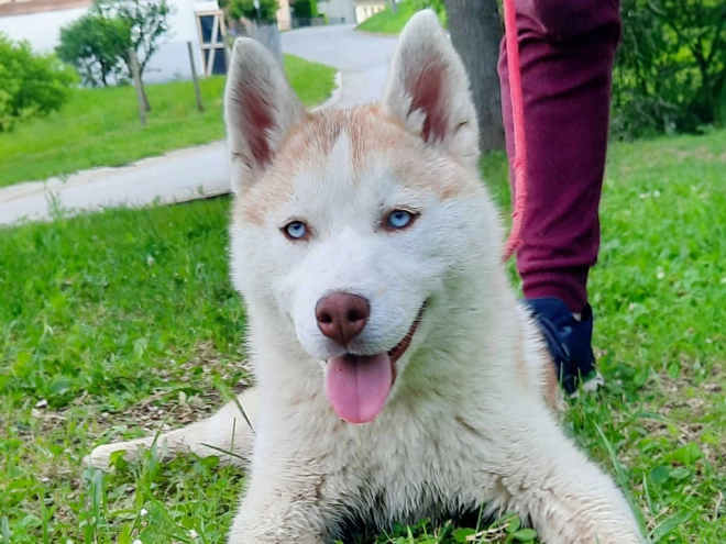 Siberian Husky puppy for sale