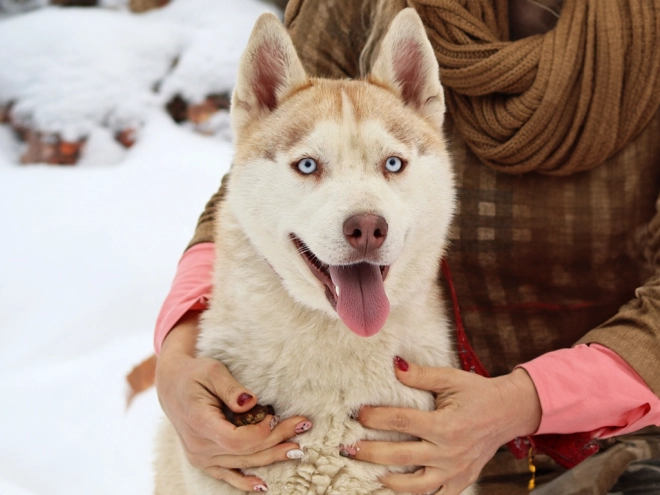 Siberian Husky puppy for sale