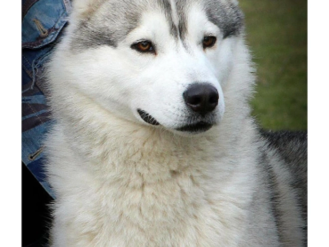 Siberian Husky puppy for sale