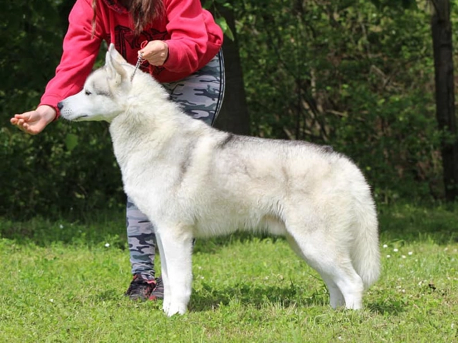 Siberian Husky puppy for sale