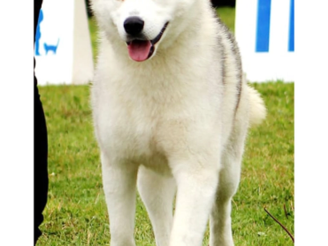 Siberian Husky puppy for sale
