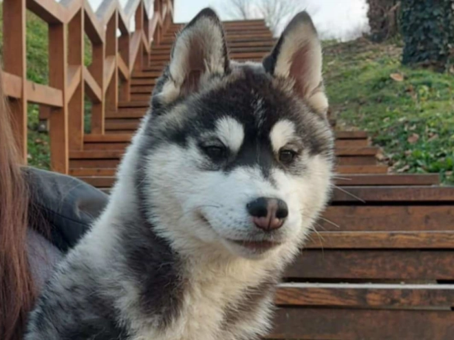 Siberian Husky puppy for sale