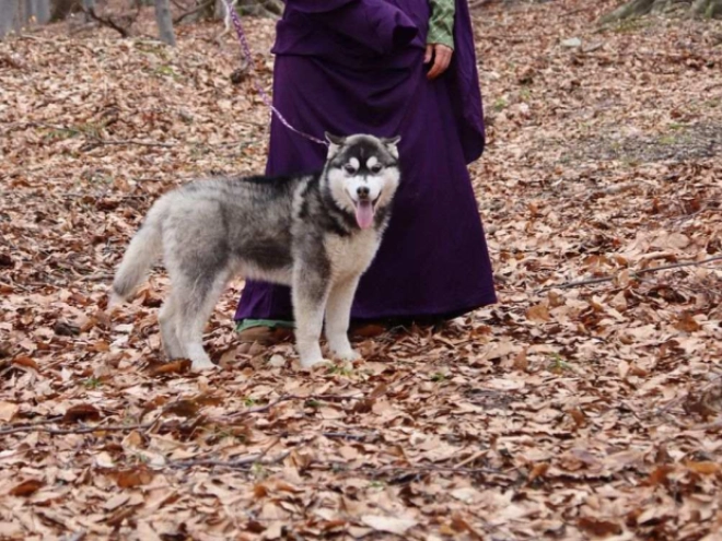 Siberian Husky puppy for sale