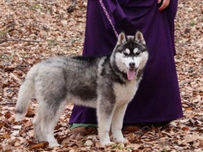 Siberian Husky puppy for sale