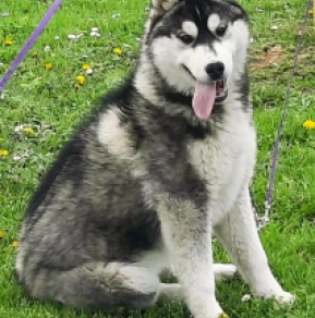 Sibirischer Husky Welpe kaufen