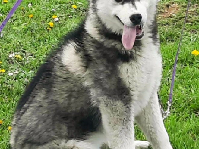 Sibirischer Husky Welpe kaufen