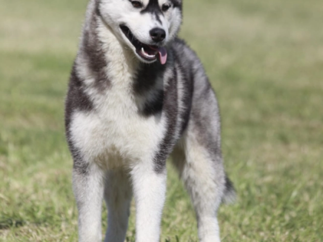 Sibirischer Husky Welpe kaufen
