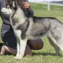 Gerda, silver and white Sibirischer Husky Welpen kaufen