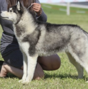 Perros Husky Siberiano en venta