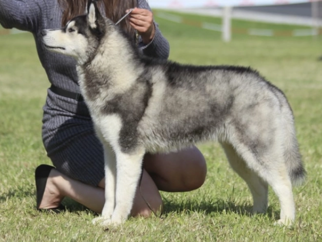 Sibirischer Husky Welpe kaufen