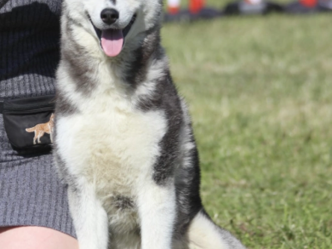 Sibirischer Husky Welpe kaufen