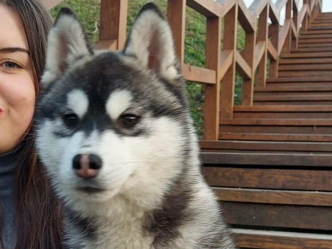 Sibirischer Husky Welpe kaufen