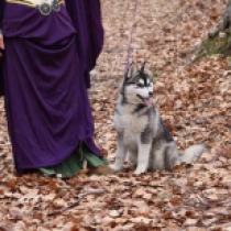 Sibirischer Husky Welpe zu verkaufen