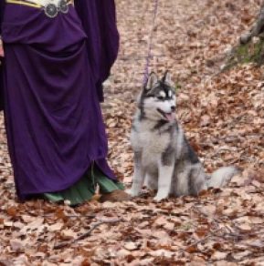 Siberian Husky puppy for sale
