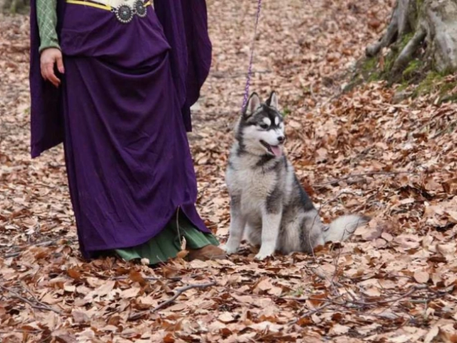 Sibirischer Husky Welpe kaufen