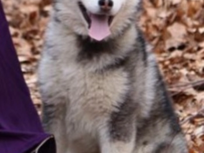 Sibirischer Husky Welpe kaufen