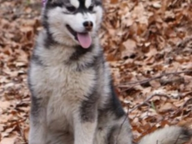 Sibirischer Husky Welpe kaufen