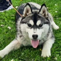 Lily,  Husky Siberiano en venta