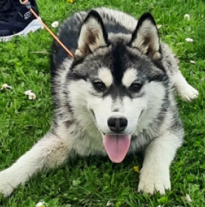 Sibirischer Husky Welpe kaufen