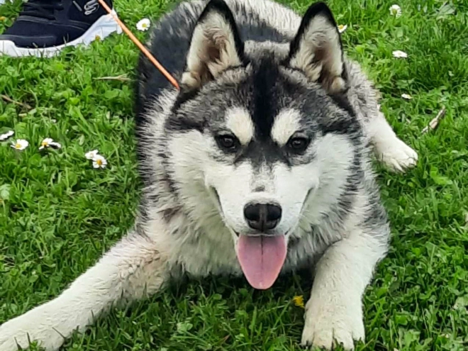 Sibirischer Husky Welpe kaufen