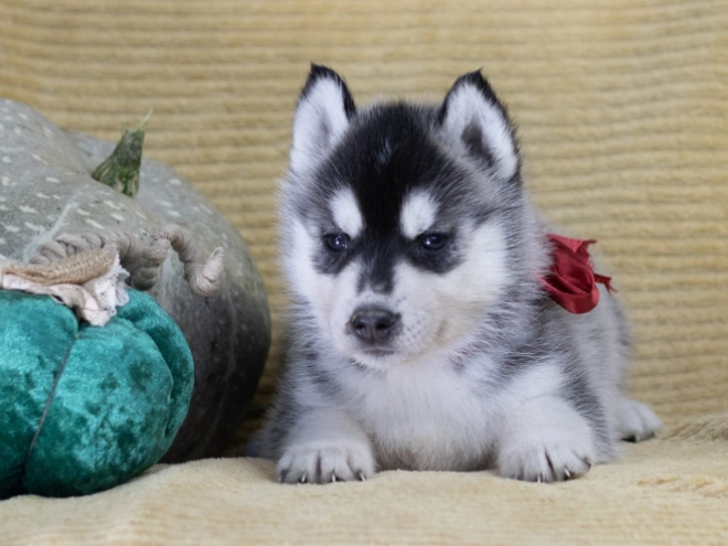 Perros Husky Siberiano en venta