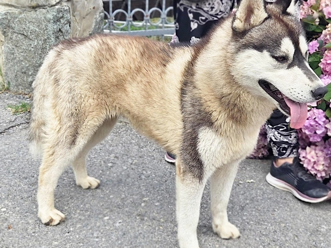 Perros Husky Siberiano en venta