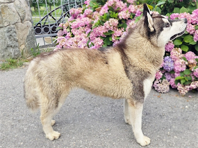 Perros Husky Siberiano en venta
