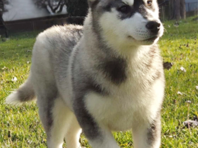 Perros Husky Siberiano en venta