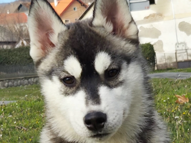 Perros Husky Siberiano en venta