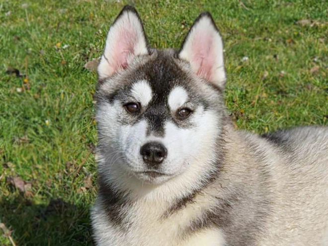 Perros Husky Siberiano en venta