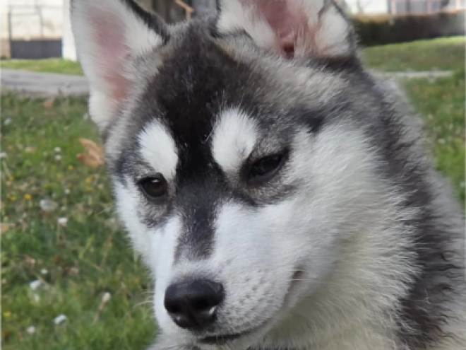 Perros Husky Siberiano en venta