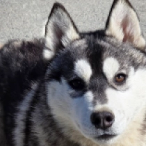 Evelin, silver and white Siberian Husky for sale
