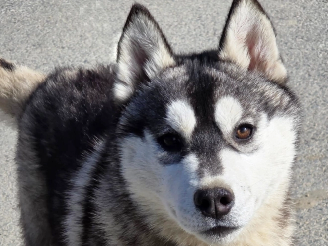 Perros Husky Siberiano en venta